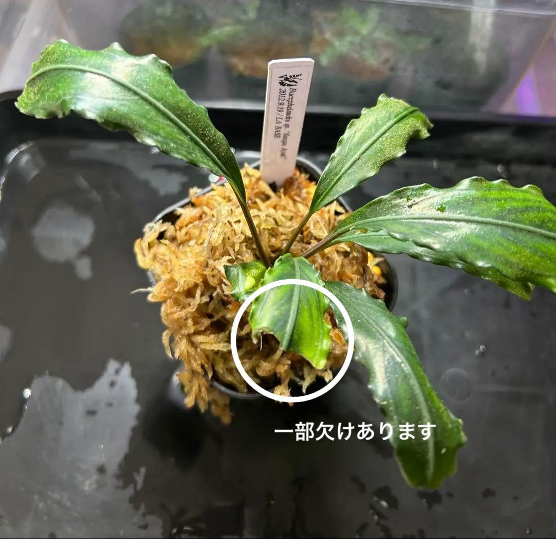 Bucephalandra sp.\"Sungai Ayak\" LA便