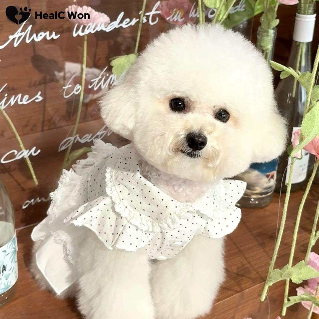 小型犬用ドレス 白・黒ドット