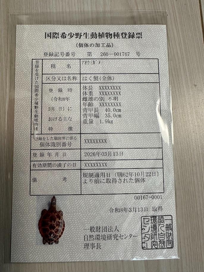うみがめ剥製インテリア（国際希少野生動植物種登録標あり）