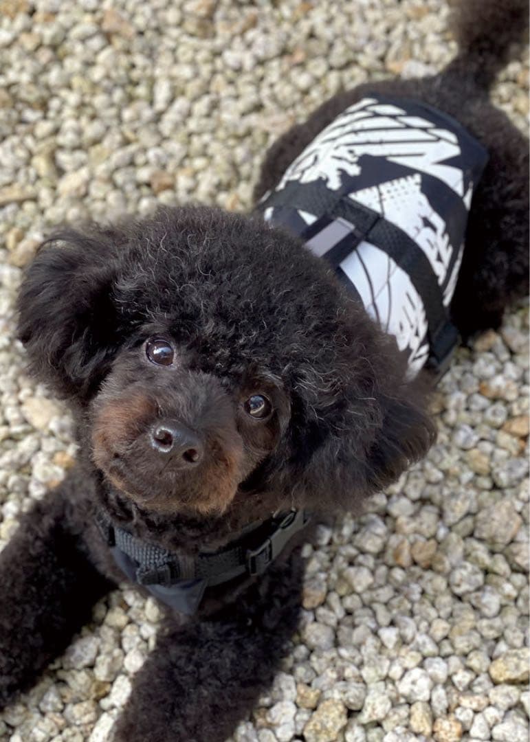 【新品】　ドッグベスト　犬用ライフジャケット　M