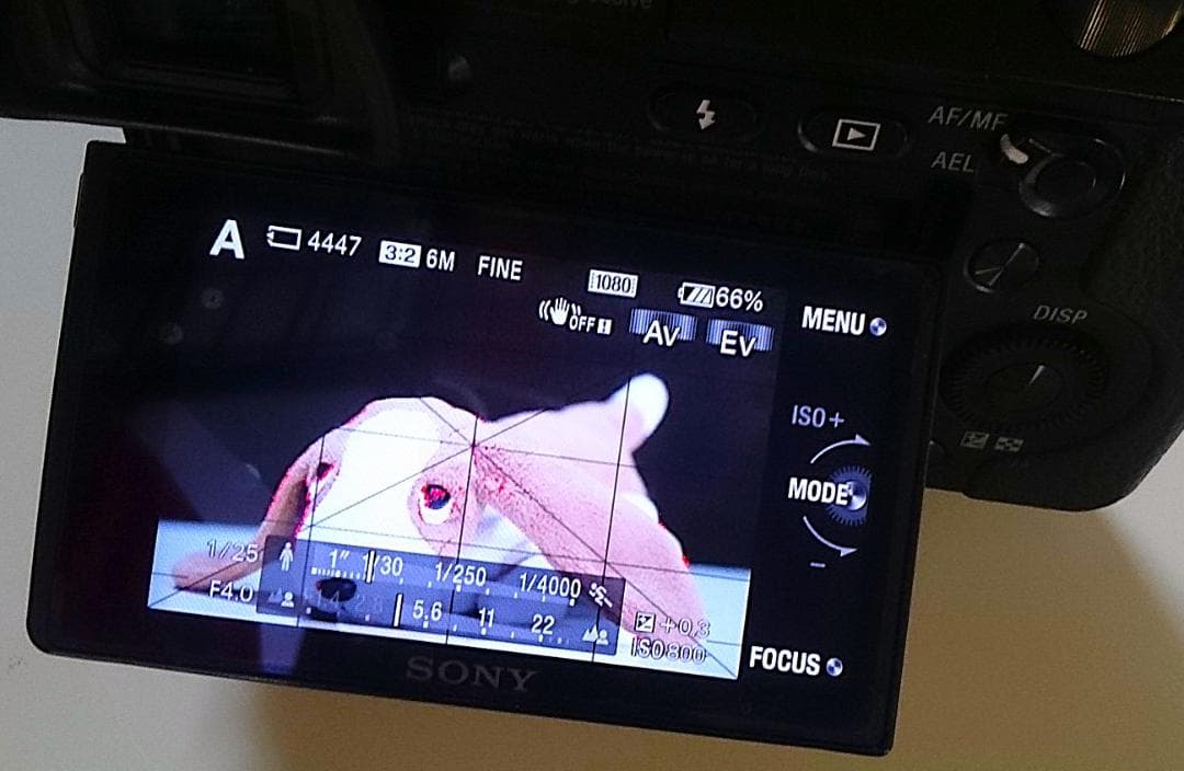迅速発送 SONY NEX-7 ミラーレス 撮影枚数15,793枚