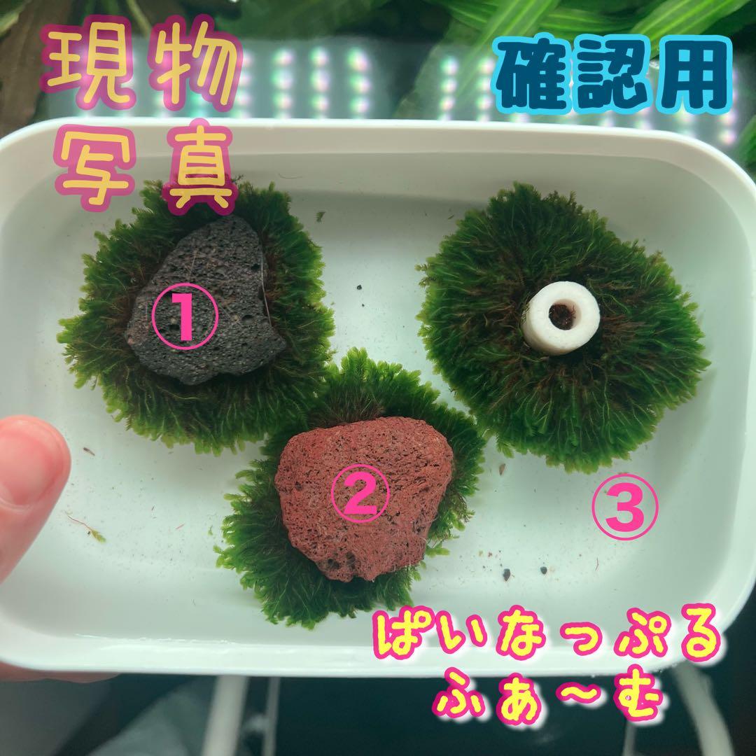 【確認用】ベルベットモス2つ