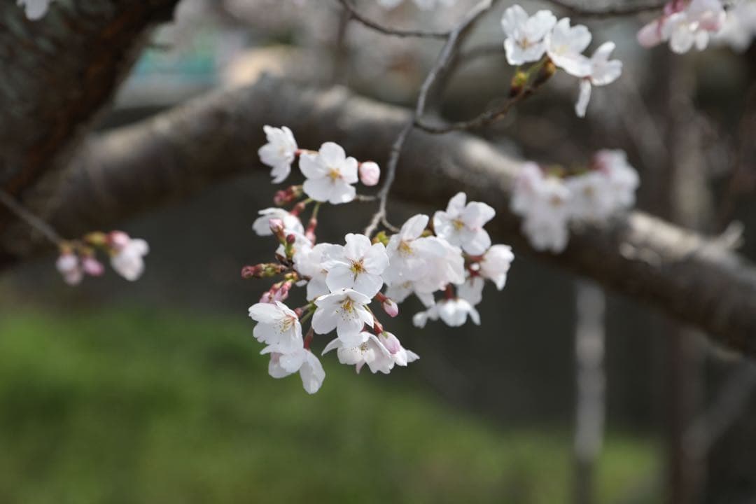 デジタルカメラ Canon EOS 5D mark iv 24-105 f4