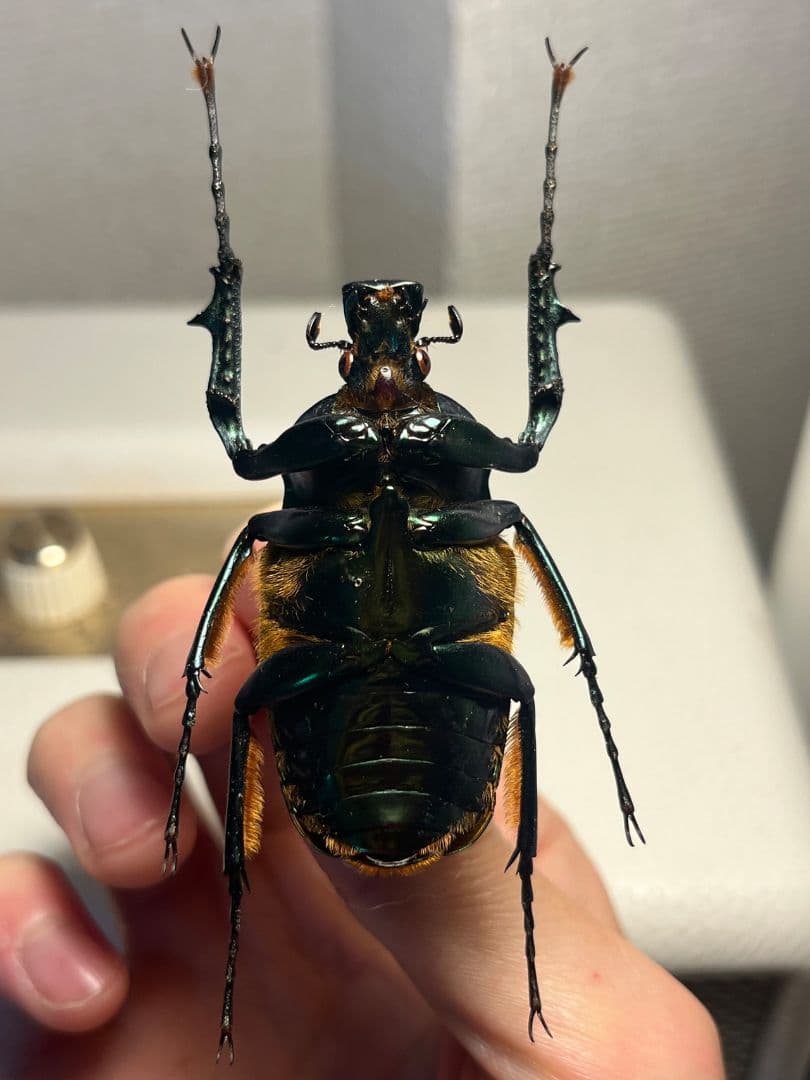 【特大良型】ラッケリーテナガカナブン 標本ウグイスコガネカメムシサシ甲虫昆虫標本