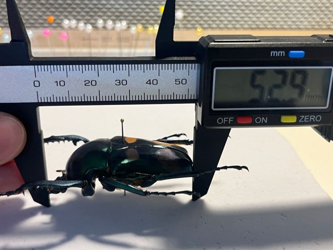 【特大良型】ラッケリーテナガカナブン 標本ウグイスコガネカメムシサシ甲虫昆虫標本