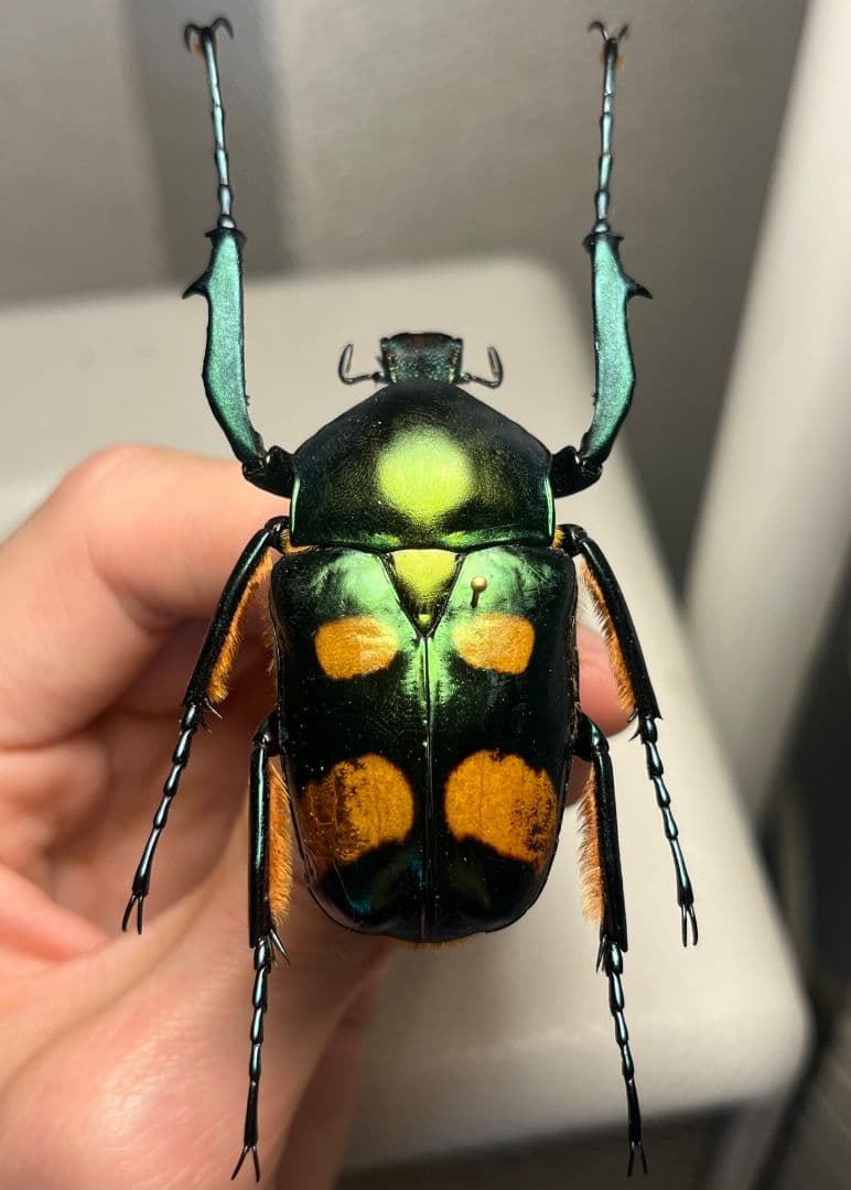 【特大良型】ラッケリーテナガカナブン 標本ウグイスコガネカメムシサシ甲虫昆虫標本