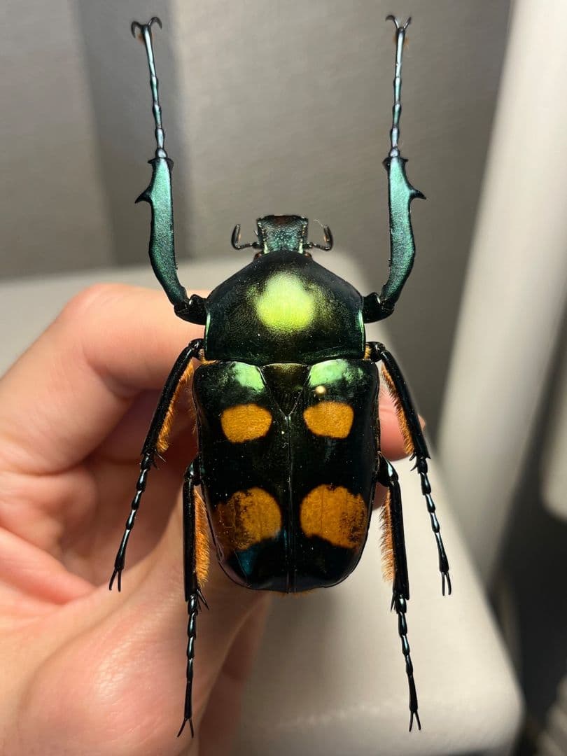 【特大良型】ラッケリーテナガカナブン 標本ウグイスコガネカメムシサシ甲虫昆虫標本
