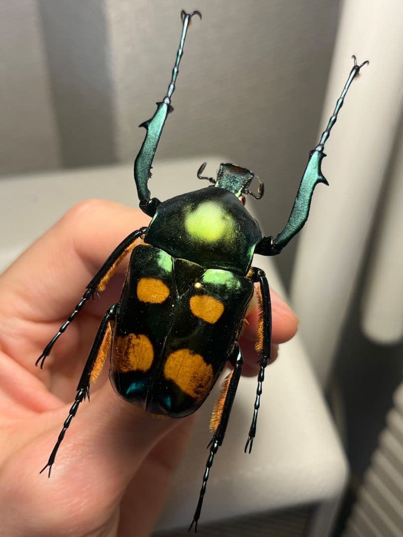【特大良型】ラッケリーテナガカナブン 標本ウグイスコガネカメムシサシ甲虫昆虫標本