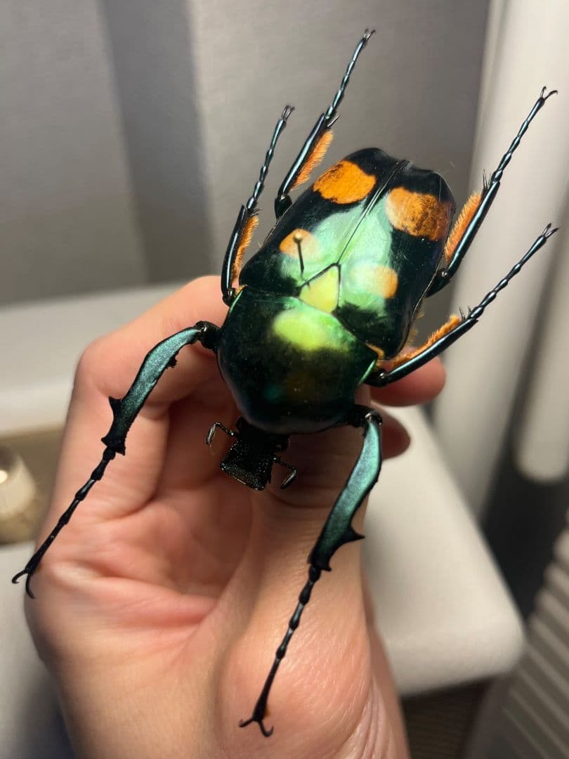 【特大良型】ラッケリーテナガカナブン 標本ウグイスコガネカメムシサシ甲虫昆虫標本