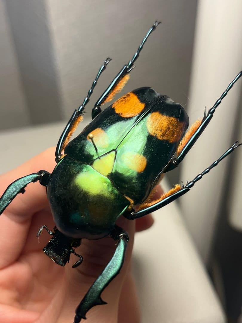 【特大良型】ラッケリーテナガカナブン 標本ウグイスコガネカメムシサシ甲虫昆虫標本