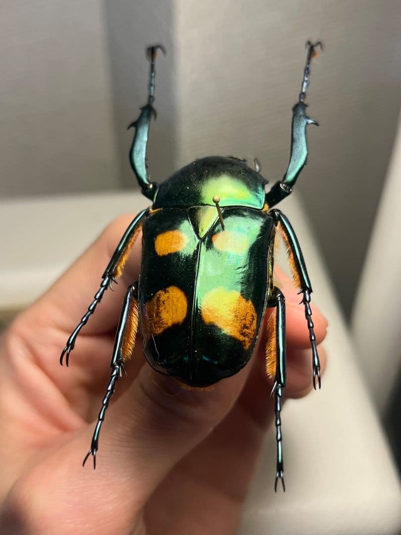 【特大良型】ラッケリーテナガカナブン 標本ウグイスコガネカメムシサシ甲虫昆虫標本