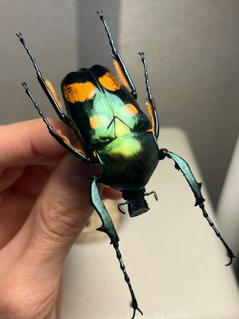 【特大良型】ラッケリーテナガカナブン 標本ウグイスコガネカメムシサシ甲虫昆虫標本