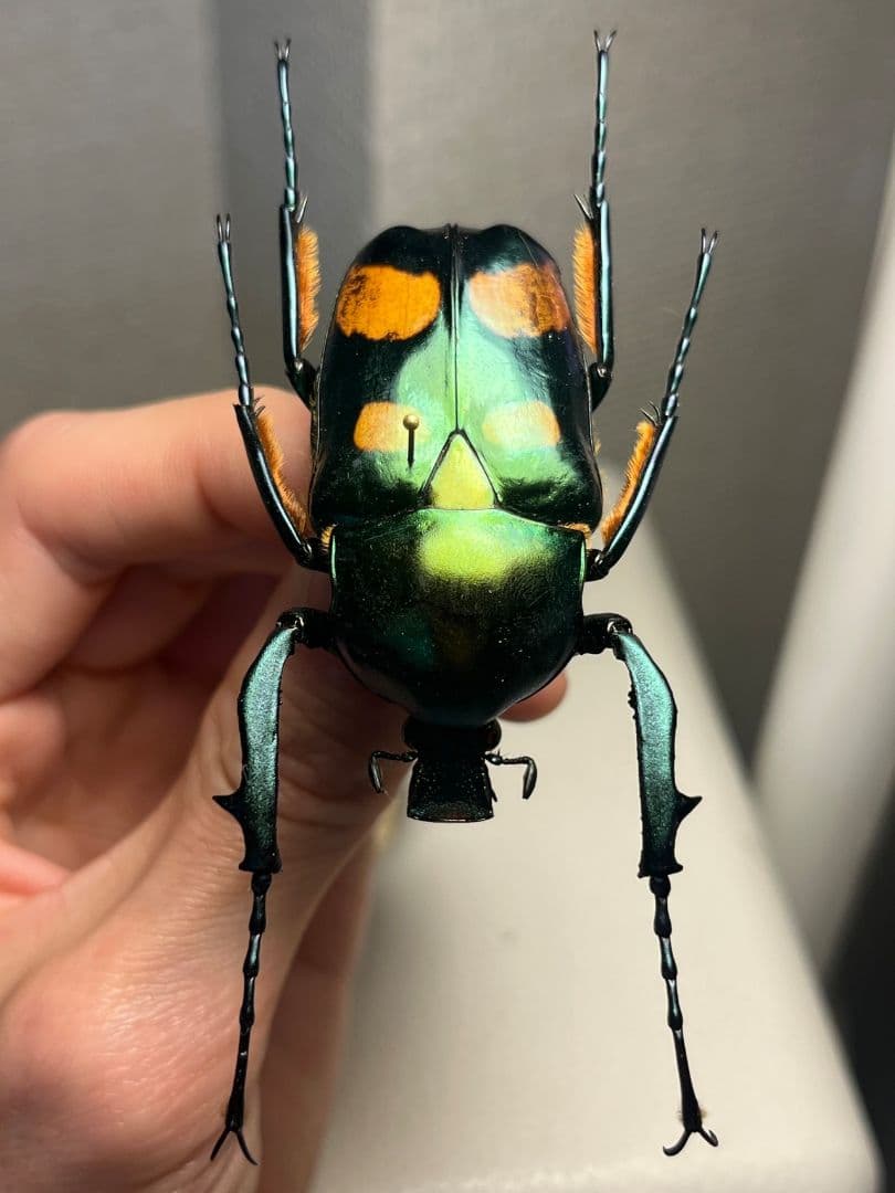 【特大良型】ラッケリーテナガカナブン 標本ウグイスコガネカメムシサシ甲虫昆虫標本
