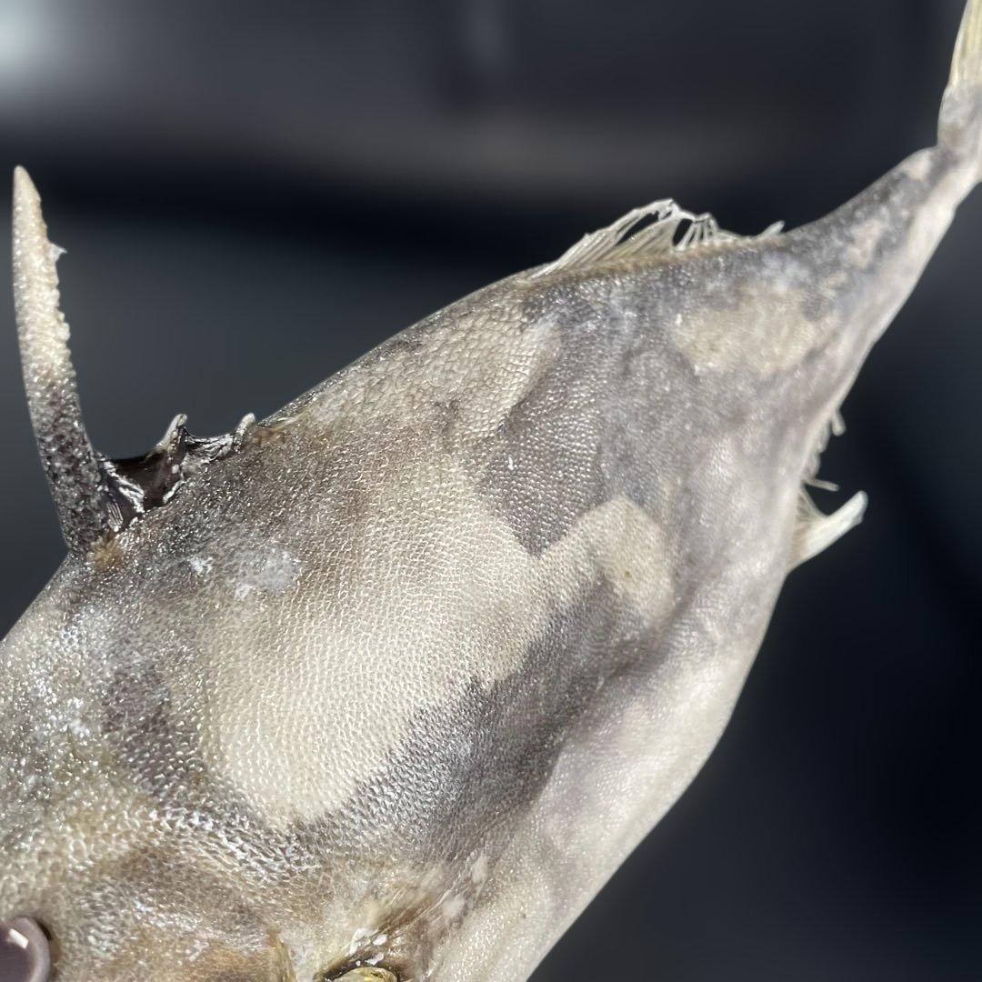 珍魚　ギマ　手作り剥製　標本　魚　インスタ映え