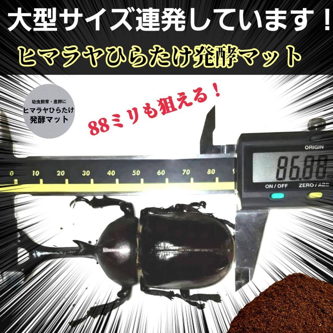 国産カブトムシ幼虫専用　発酵マット【120L】88ミリ羽化実績多数！産卵にも抜群