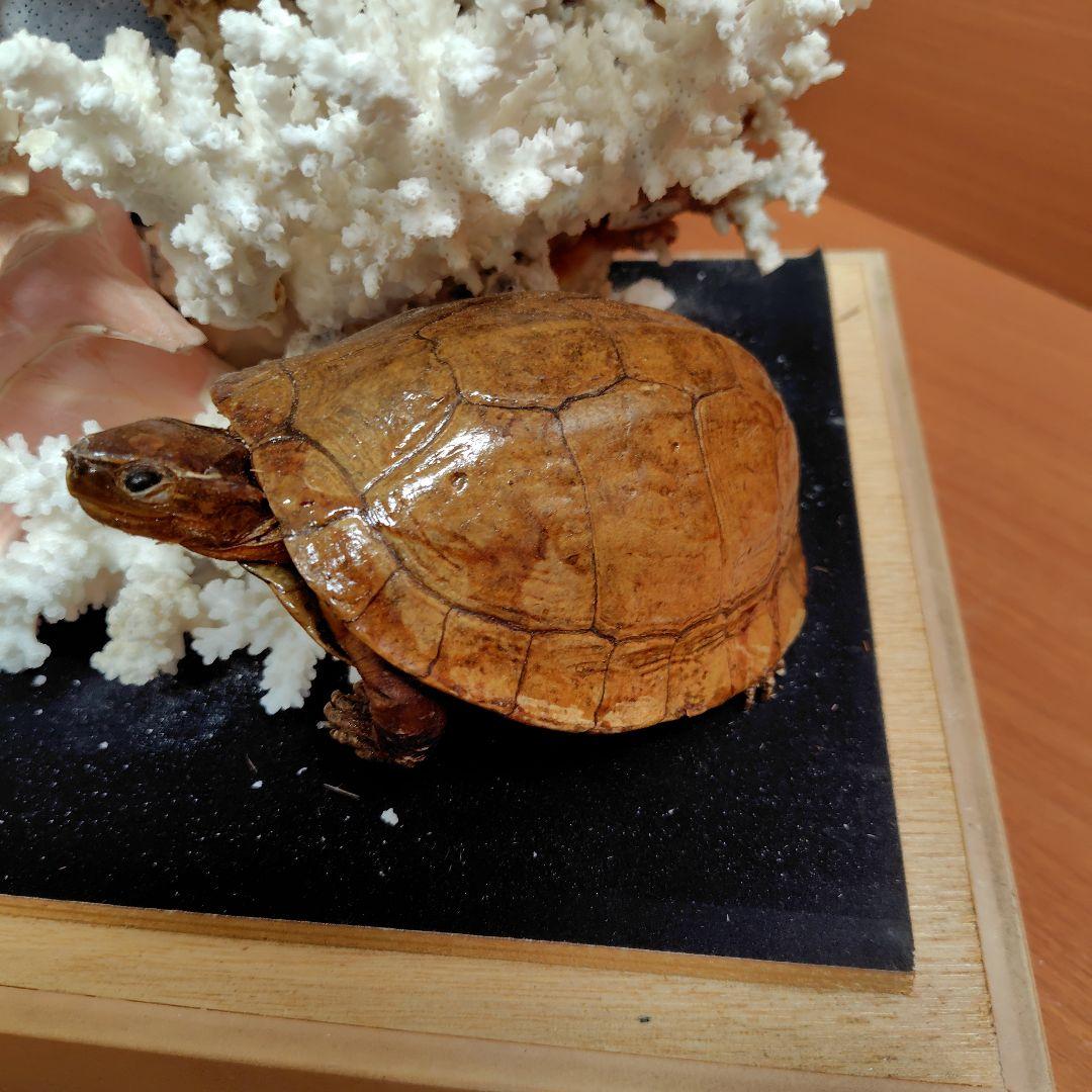 珊瑚