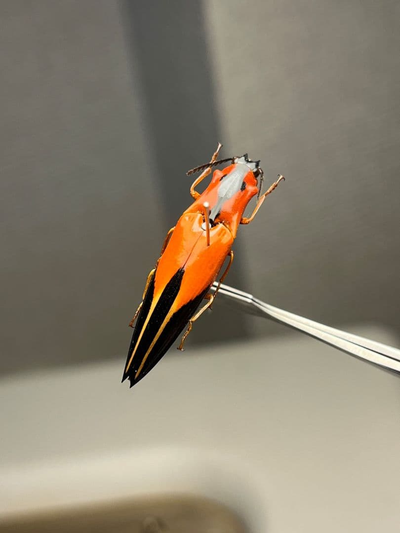 【32mm】フェラーリコメツキムシ アングラトゥスミカドコメツキムシ甲虫昆虫標本