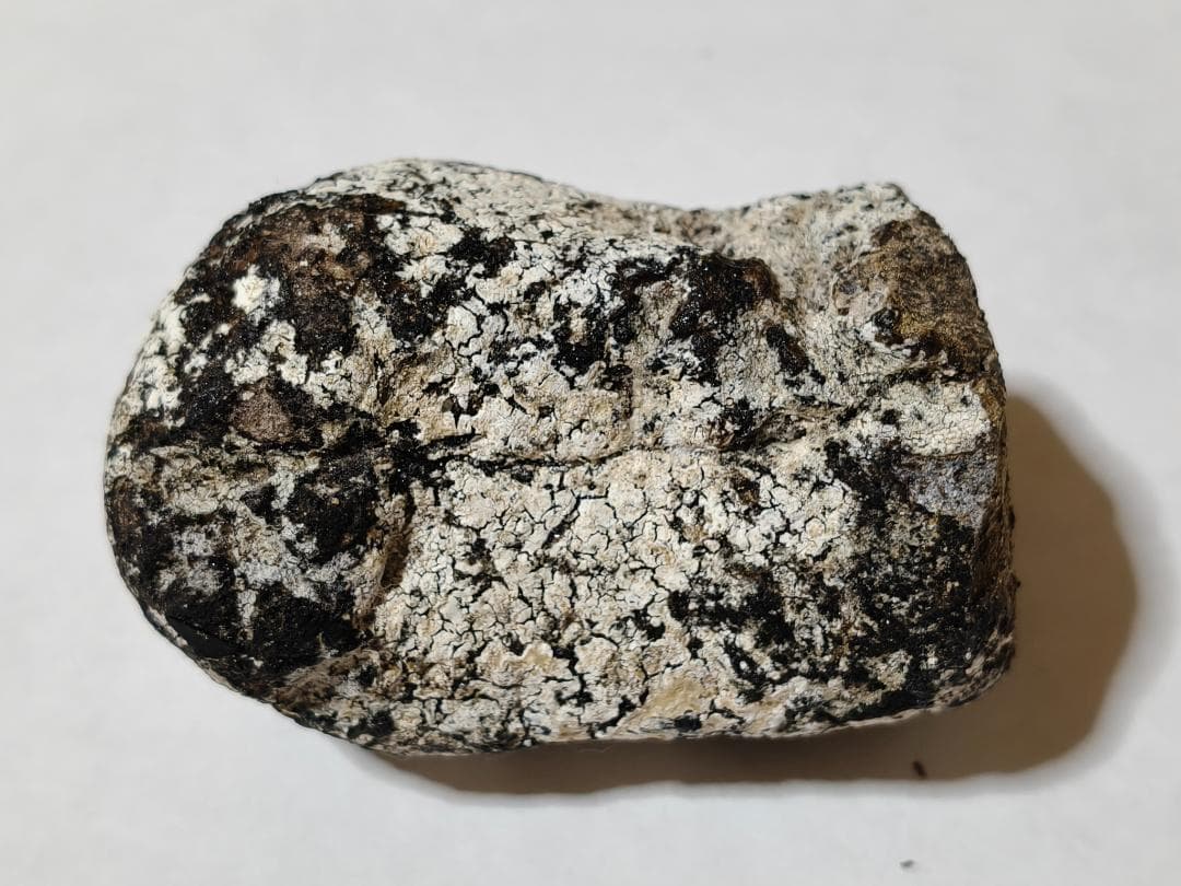 龍涎香 AMBERGRIS 1g 高品質 徳之島にて取得