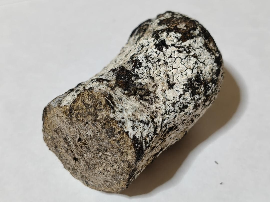 龍涎香 AMBERGRIS 1g 高品質 徳之島にて取得