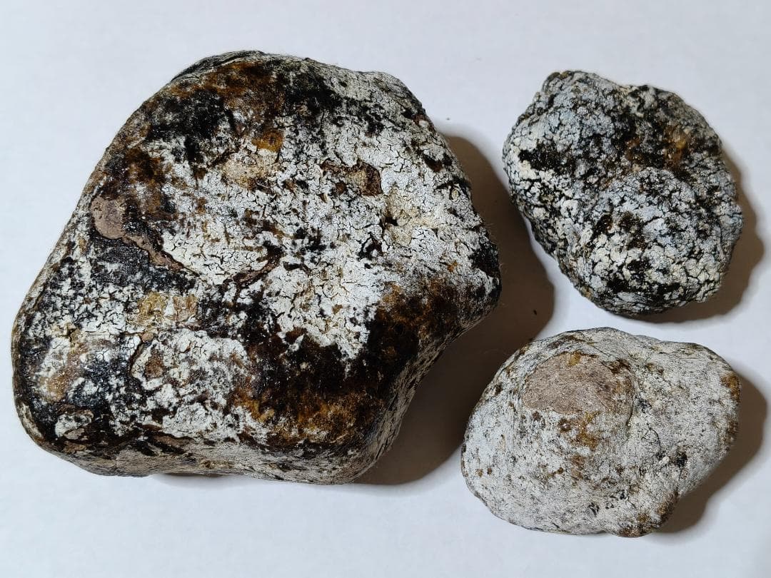 龍涎香 AMBERGRIS 1g 高品質 徳之島にて取得