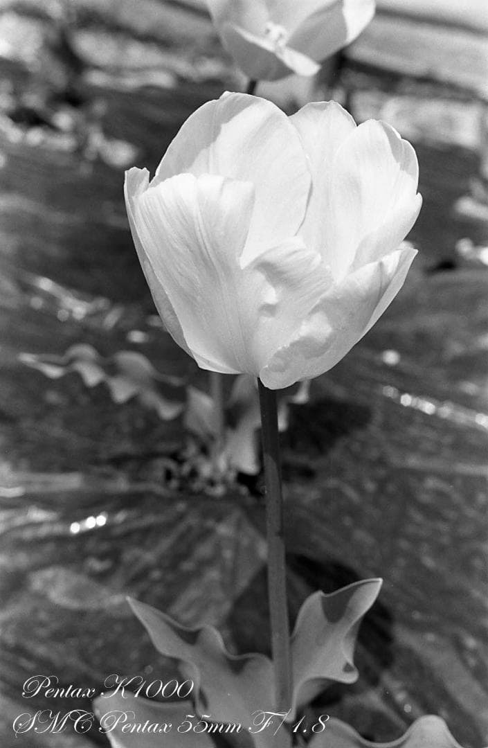 整備済完動品 PENTAX K1000+SMC PENTAX 55mm F1.8