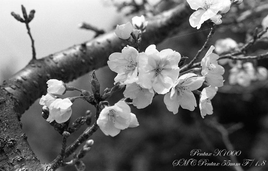 整備済完動品 PENTAX K1000+SMC PENTAX 55mm F1.8