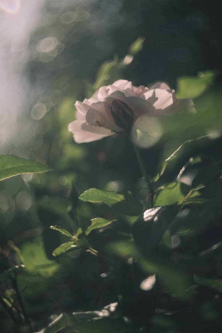 そら豆様　山崎ズマール！Leica Bluecoted Summar 50mm