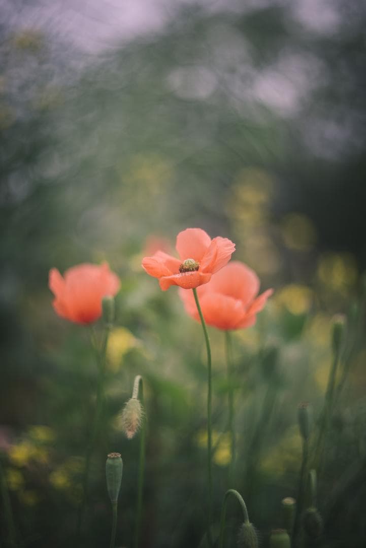 そら豆様　山崎ズマール！Leica Bluecoted Summar 50mm