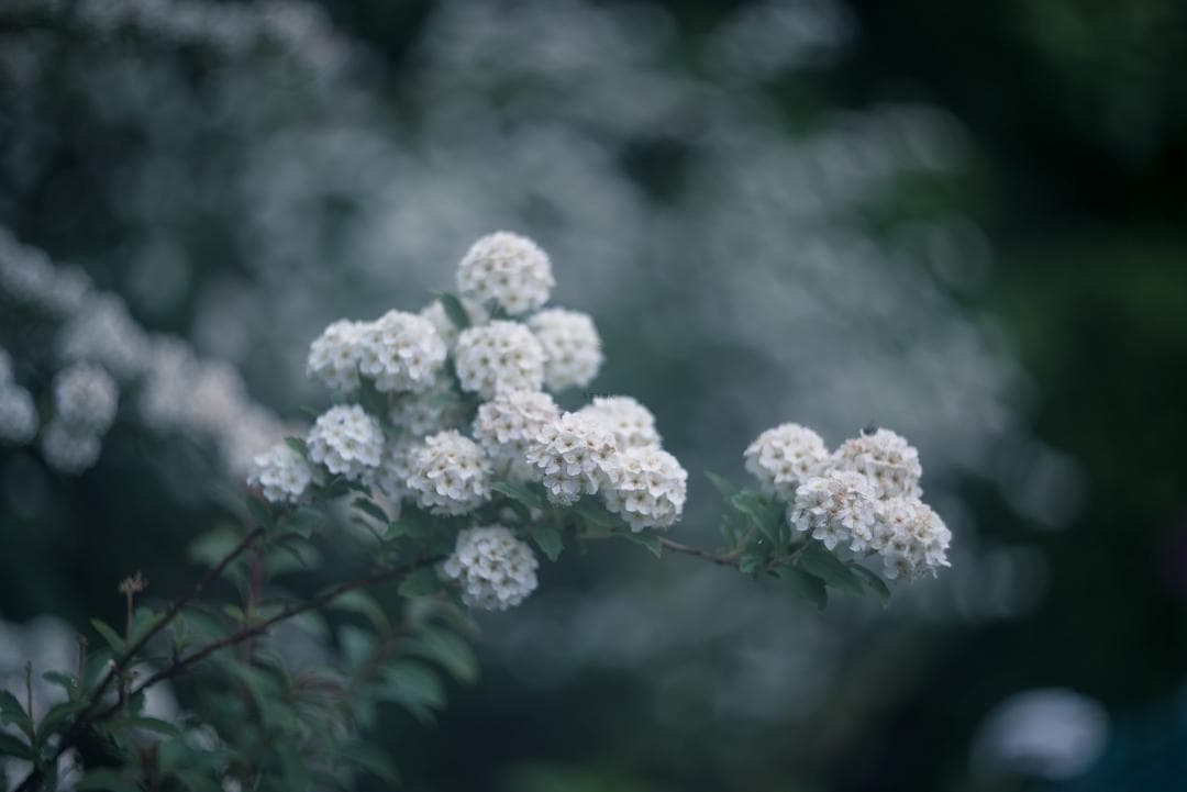 そら豆様　山崎ズマール！Leica Bluecoted Summar 50mm