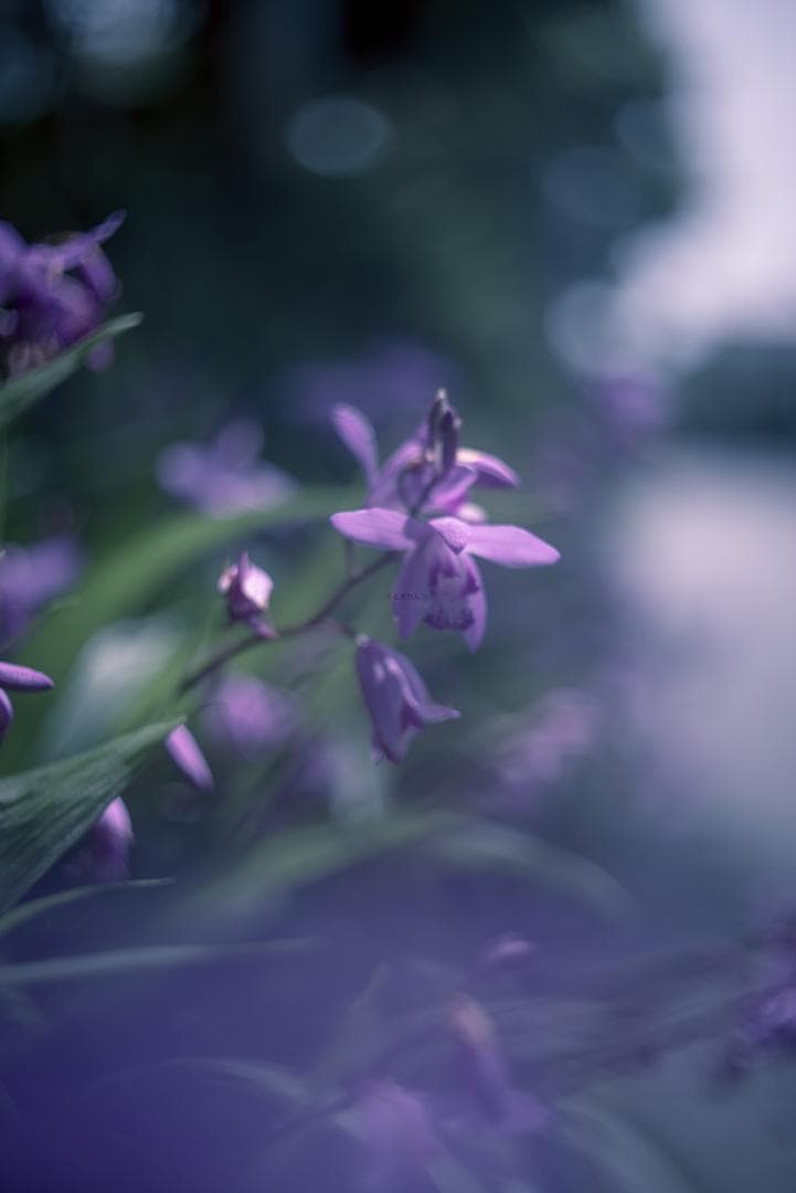 そら豆様　山崎ズマール！Leica Bluecoted Summar 50mm