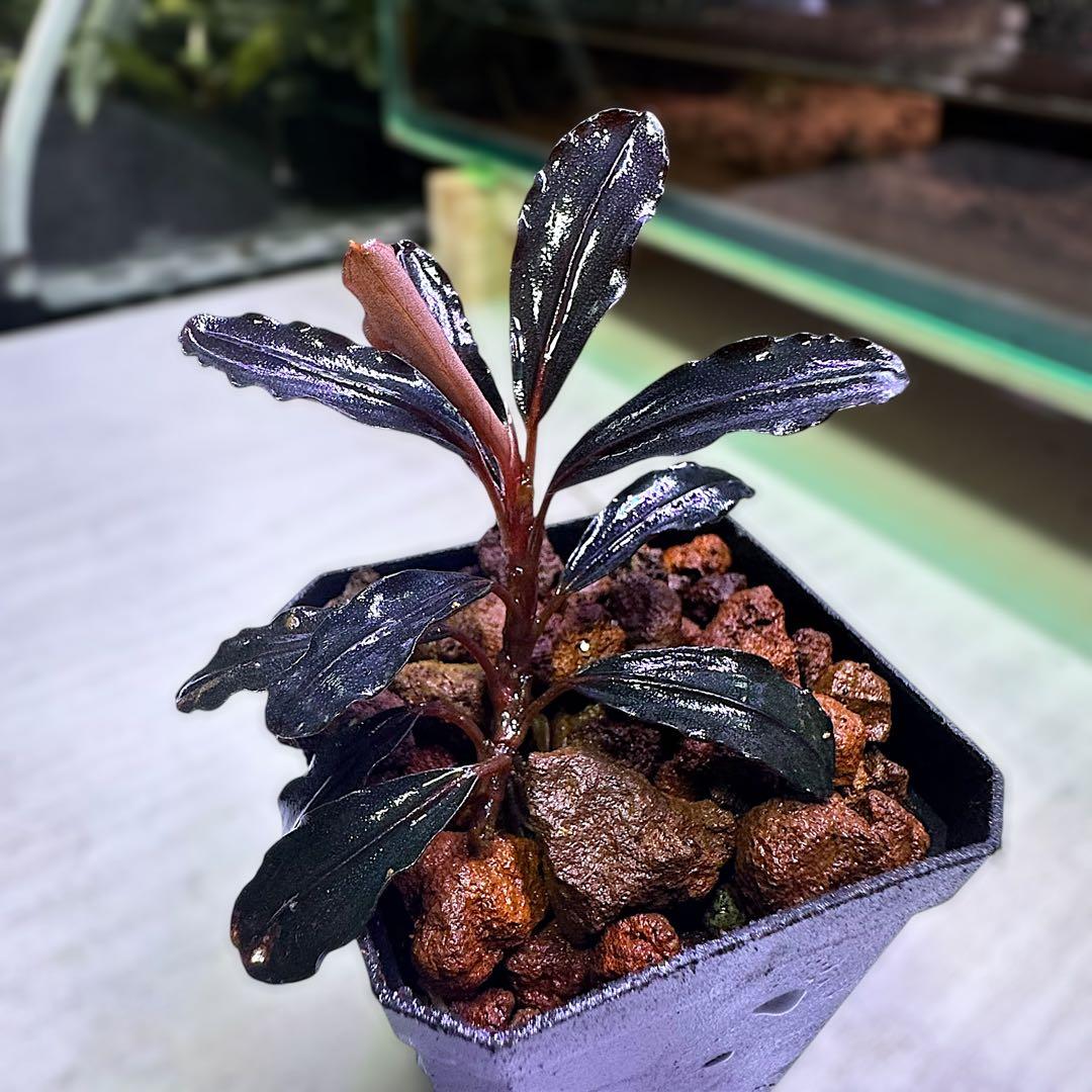 や*か様 ブセファランドラ Bucephalandra Neo 2015 水上葉