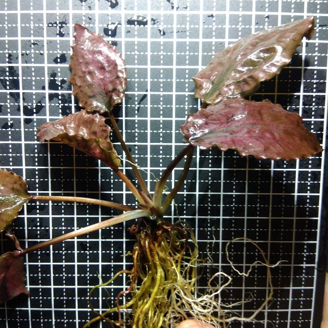 水草 Cryptocoryne striolata 'Bourgone Red'