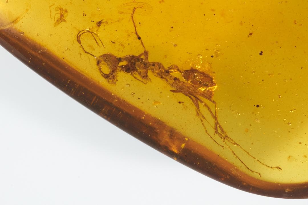 レア極上品 PA0098 白亜紀の**「恐怖蟻きょうふありHaidomyrmex