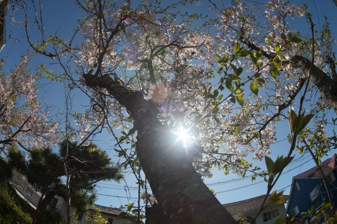 フィルムカメラ MINOLTA MC FISH-EYE ROKKOR-OK 16mm F2.8