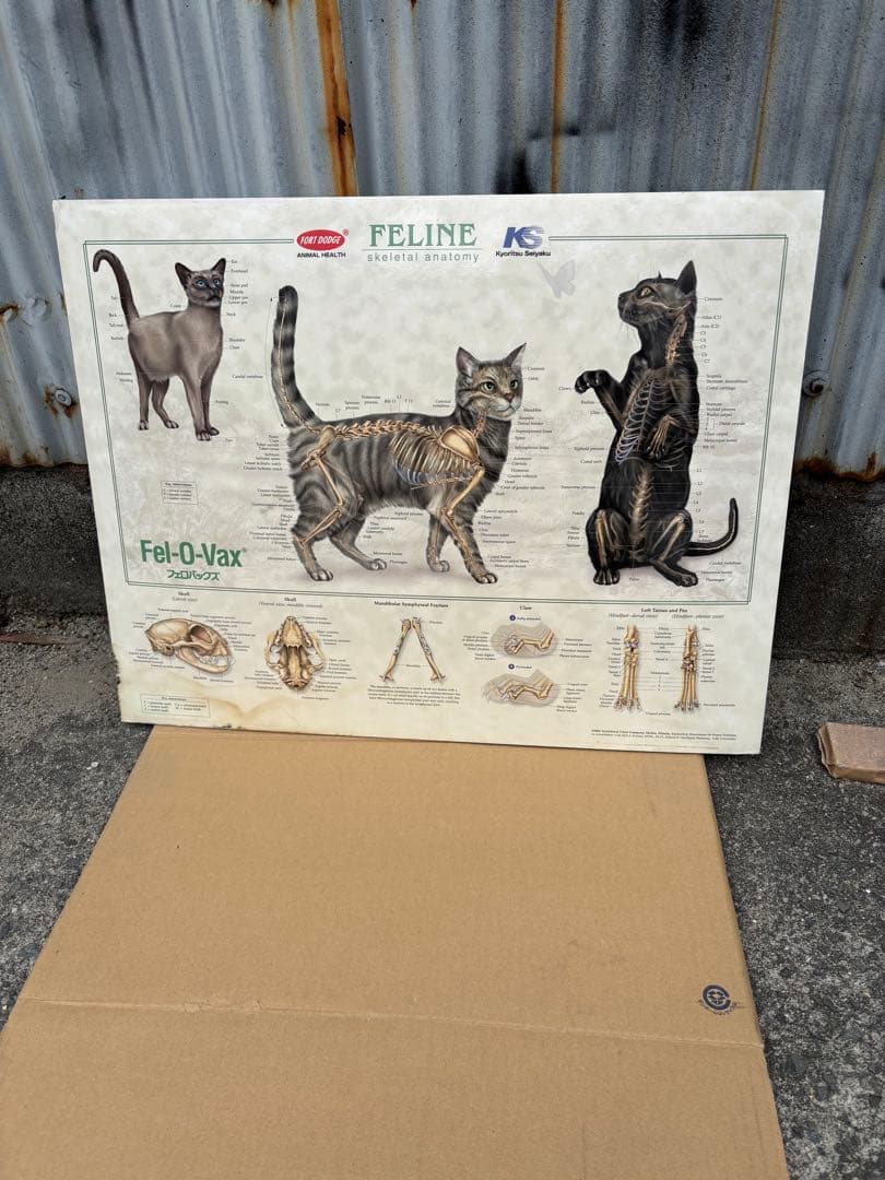 猫の骨格解剖図　ポスター希少51x66cm ペット Fel-O-Vax ネコ