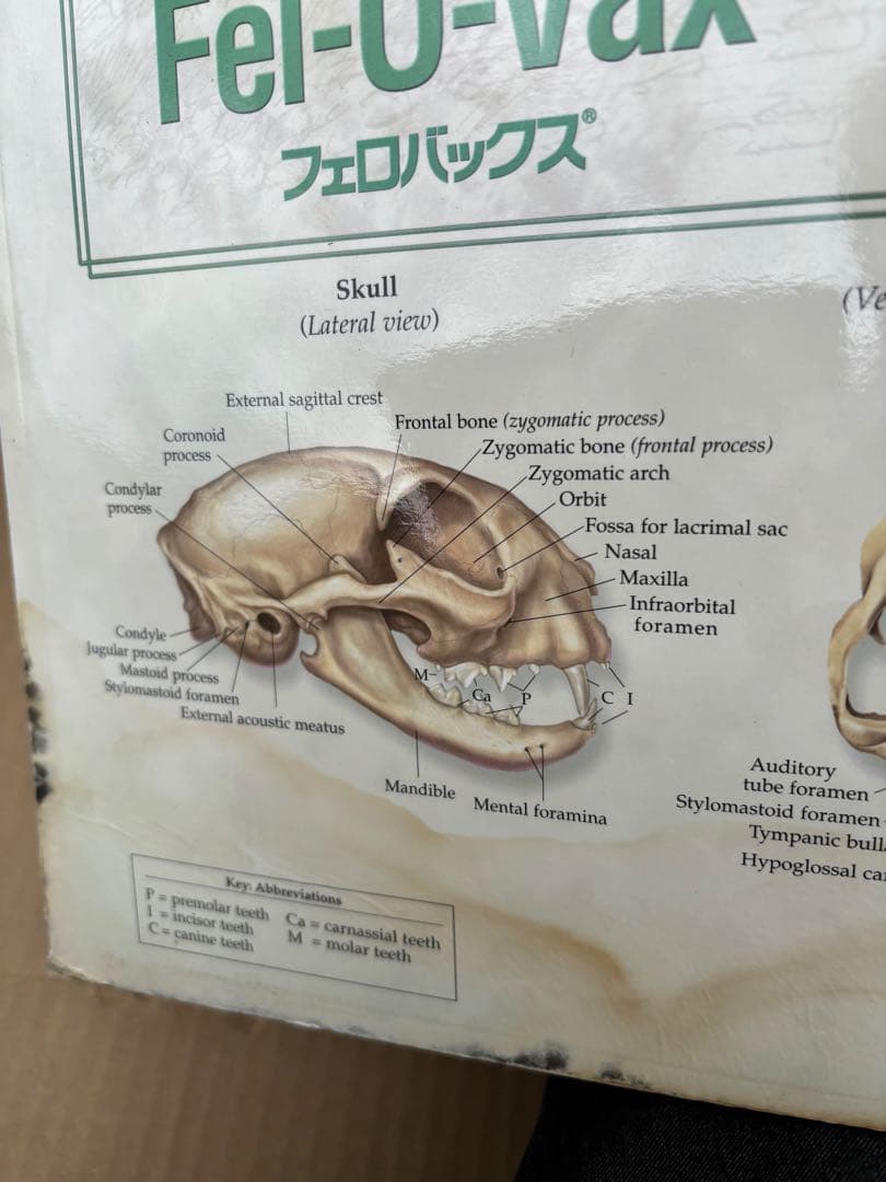 猫の骨格解剖図　ポスター希少51x66cm ペット Fel-O-Vax ネコ