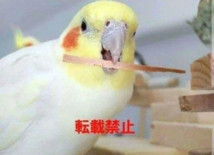 42　吊り下げおもちゃセット　インコ　破壊！　ガジガジバードトイ　バルサ