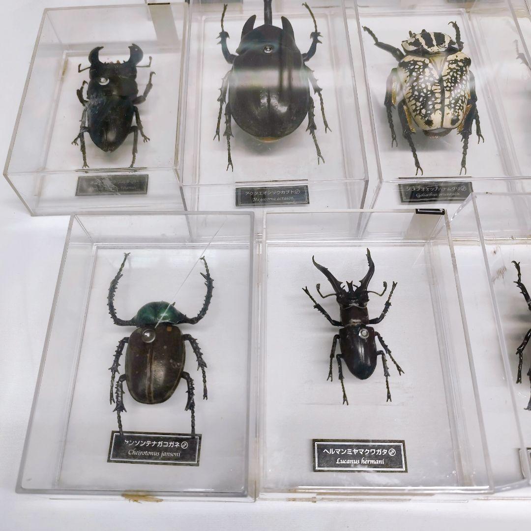 ディアゴスティーニ　世界の昆虫　フィギュア49点まとめ売り