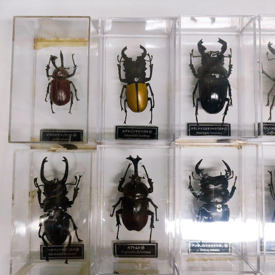 ディアゴスティーニ　世界の昆虫　フィギュア49点まとめ売り
