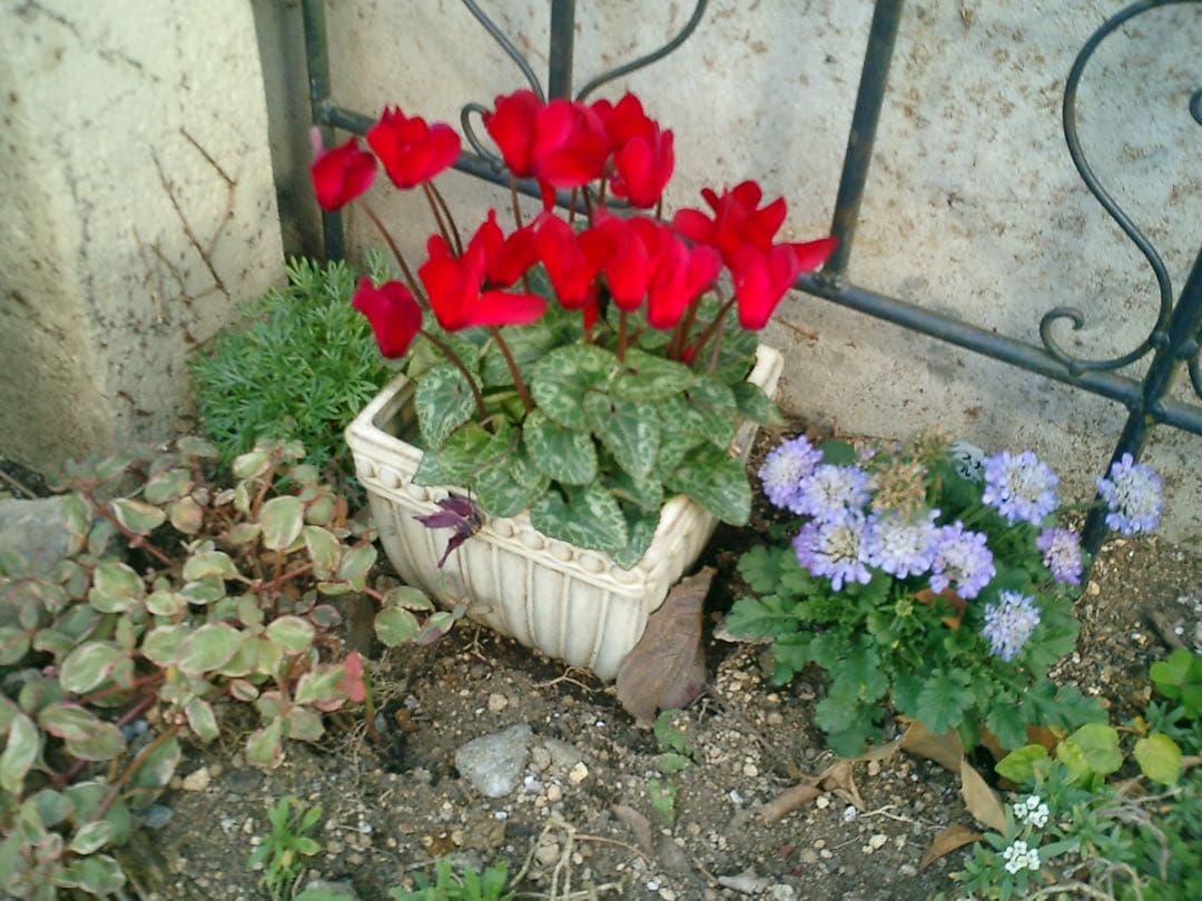 CASIO EXILIM EX-S2 コンパクトデジタルカメラ　作例あり