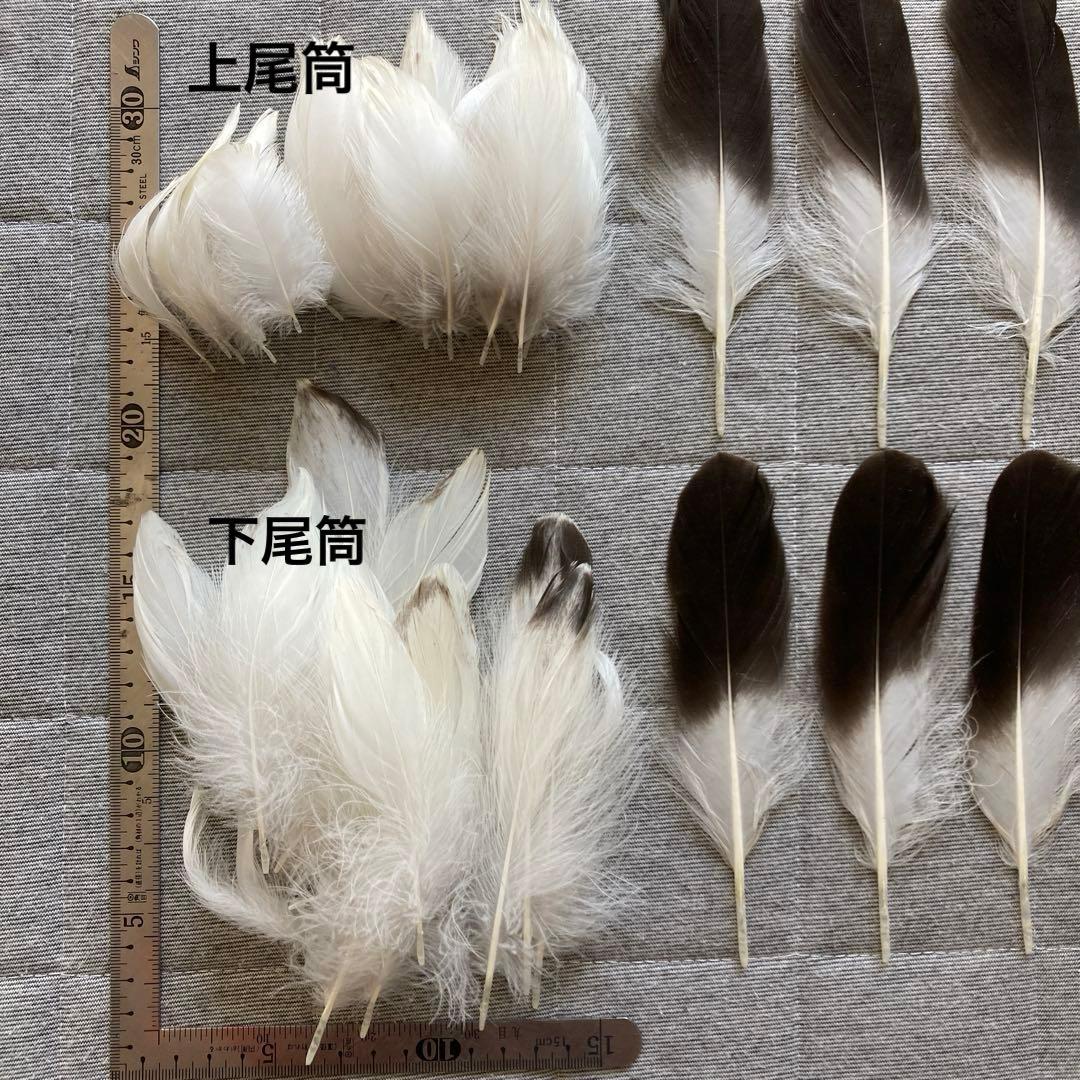 鳥の標本