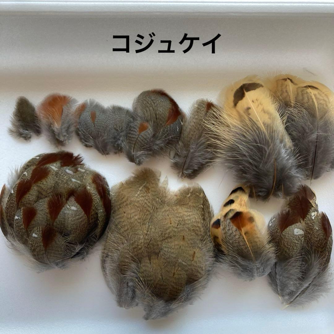鳥の標本