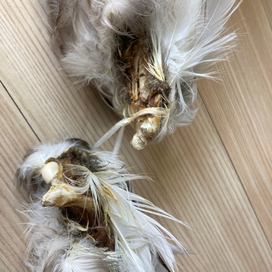 鳥の標本