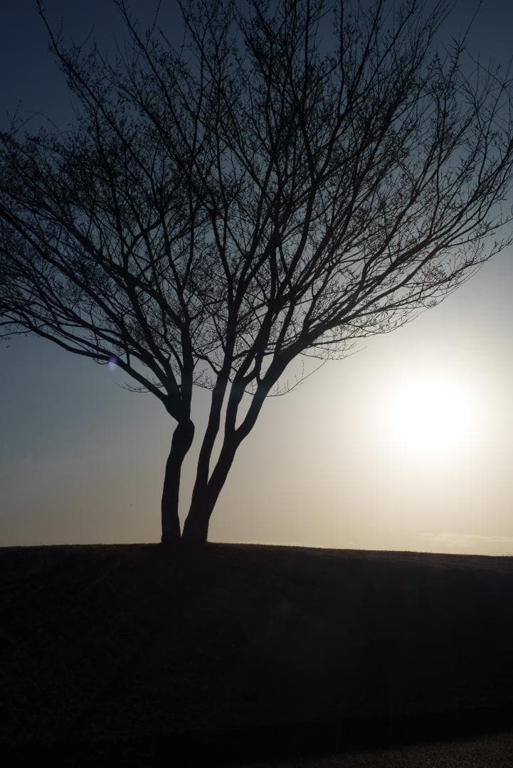 バブルボケ標準！Meyer-Optik Trioplan 50mm F2.9