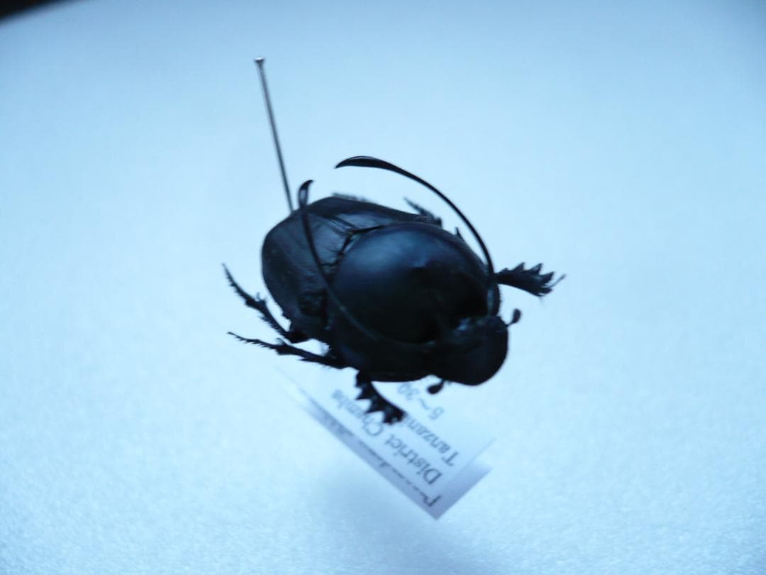 タンザニアのフンチュウ　Proagoderus gibbiramus　ペア