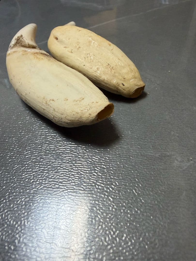 熊の牙