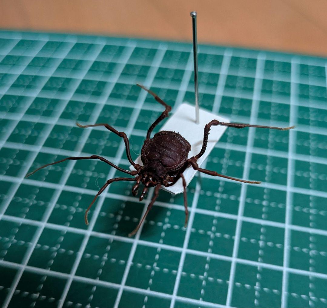 昆虫標本　チリ産　ザトウムシの仲間？？　レア　珍虫