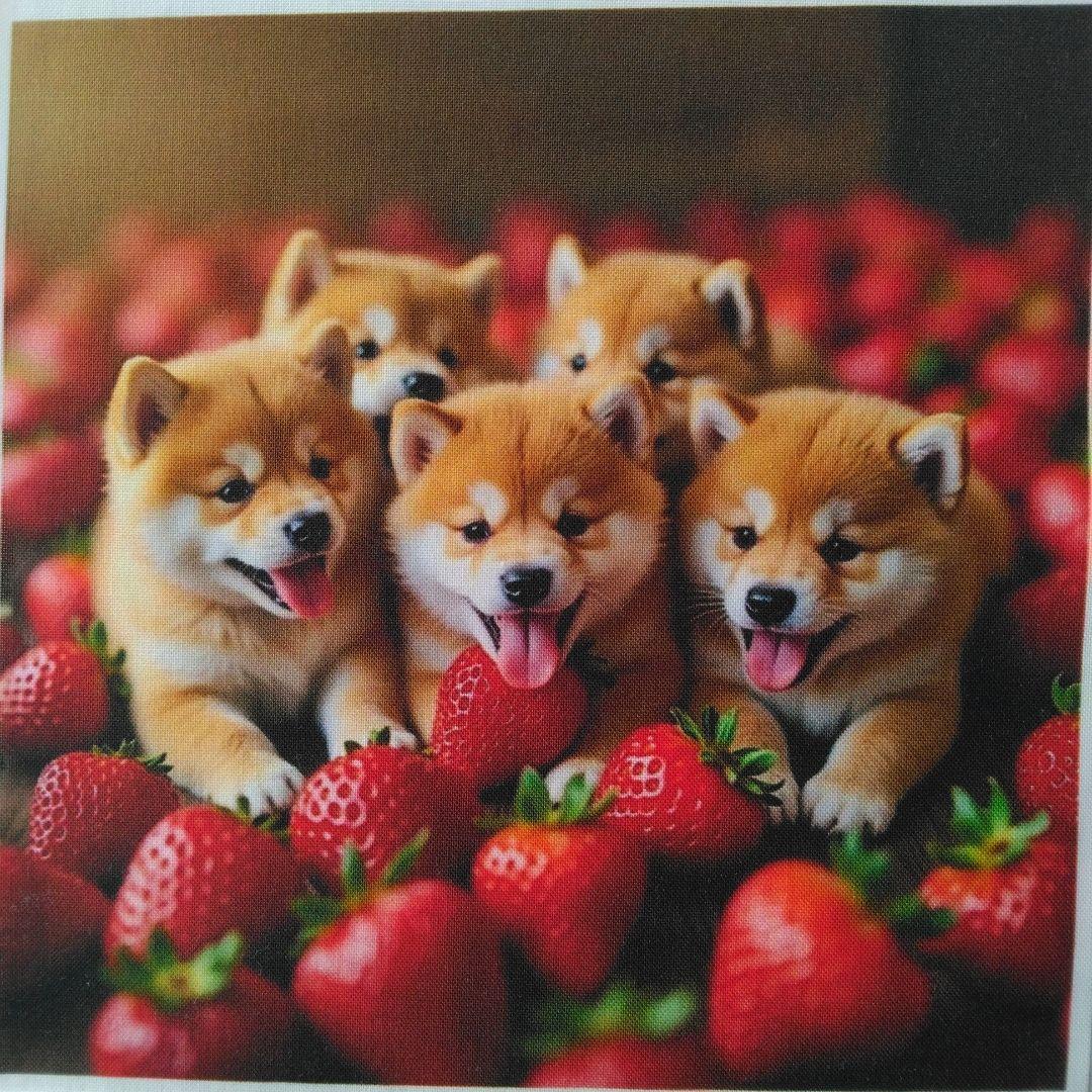 ☆受付☆ポメと柴犬
