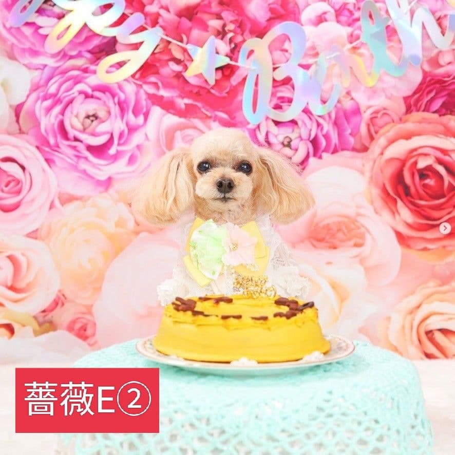 背景布　トリミングチョーカー　リボン　ペット撮影用フォトブース　桜　春