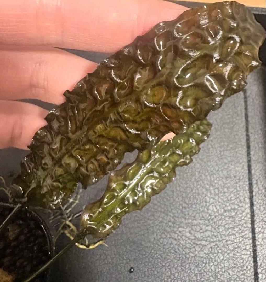 Cryptocoryne bullosaBintang Sarawak AS便